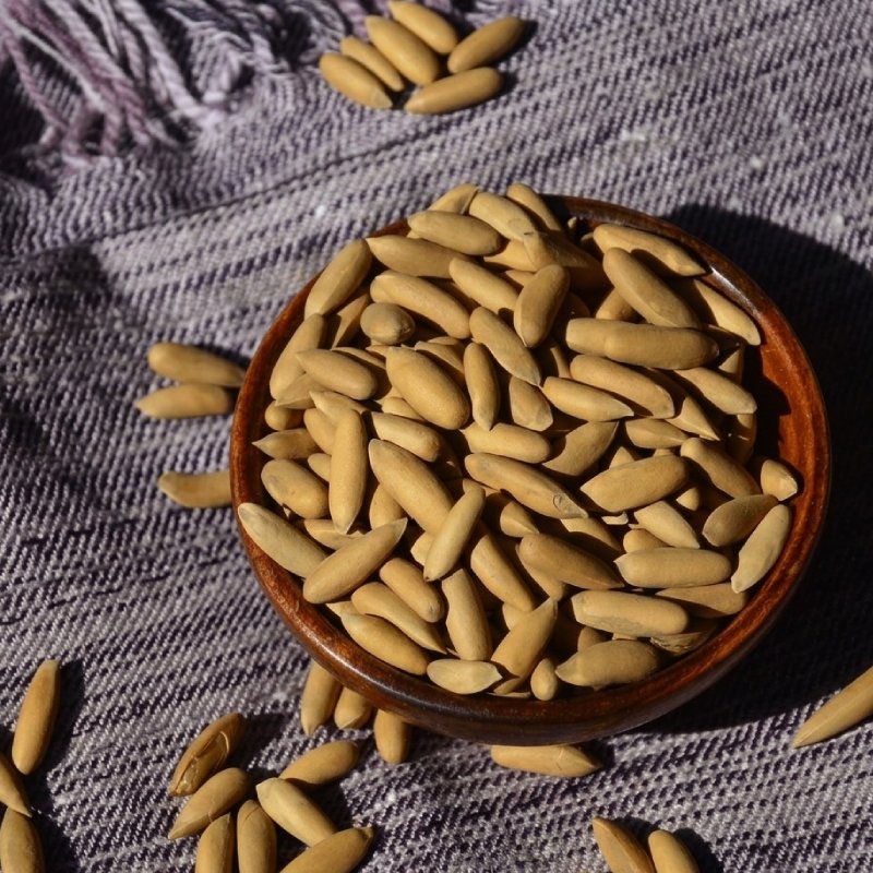 Pine Nut (with Shell)